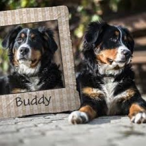 Pet Customized Products